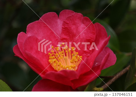 山茶花 137046151