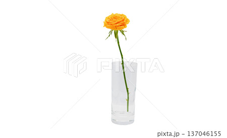 黄色いバラの花 マクロ撮影 背景透過 137046155