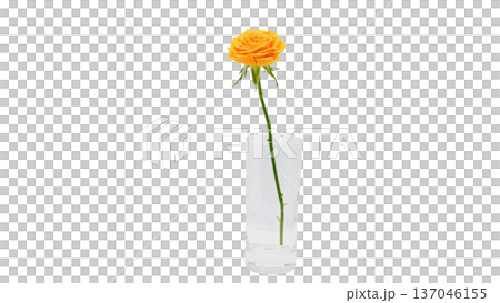 黄色いバラの花 マクロ撮影 背景透過 137046155