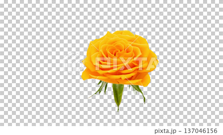 Yellow rose flower macro photography transparent background 137046156