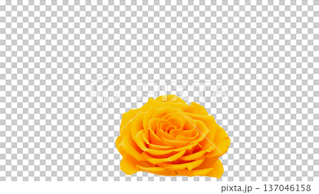 Yellow rose flower macro photography transparent background Yellow rose flower macro photography transparent background 137046158