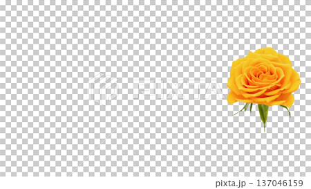 Yellow rose flower macro photography transparent background Yellow rose flower macro photography transparent background 137046159