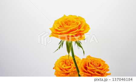 黄色いバラの花 マクロ撮影 白背景 137046184