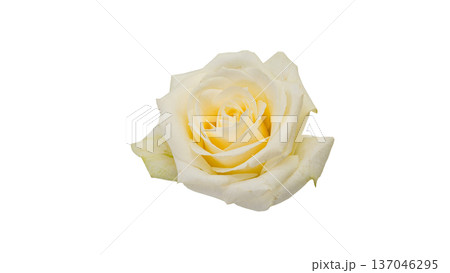 白薔薇の花 マクロ接写 背景透過 素材 137046295