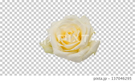 白薔薇の花 マクロ接写 背景透過 素材 137046295
