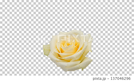 White rose flower macro close-up background transparent material White rose flower macro close-up background transparent material 137046296