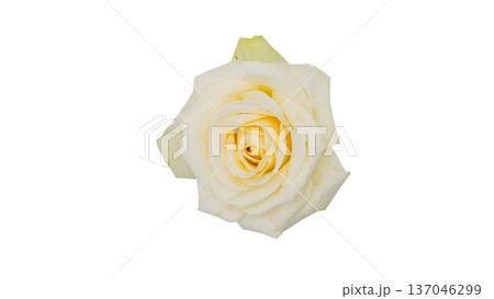 白薔薇の花 マクロ接写 背景透過 素材 137046299