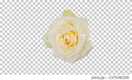 白薔薇の花 マクロ接写 背景透過 素材 137046299