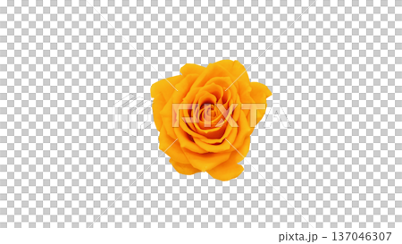 Yellow rose flower macro photography transparent background 137046307