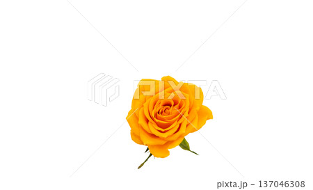 黄色いバラの花 マクロ撮影 背景透過 137046308