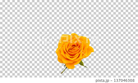 黄色いバラの花 マクロ撮影 背景透過 137046308