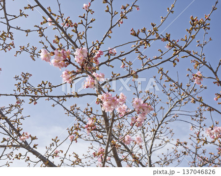 青空に映える河津桜、春を告げる桃色の共演 青空に映える河津桜、春を告げる桃色の共演 137046826