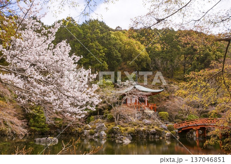 満開の桜に包まれた弁天堂　桜咲く醍醐寺　京都の桜の名所　京都観光名所 137046851