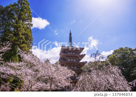 満開の桜に包まれた五重塔 桜咲く醍醐寺 京都の桜の名所 京都観光名所 満開の桜に包まれた五重塔 桜咲く醍醐寺 京都の桜の名所 京都観光名所 137046853