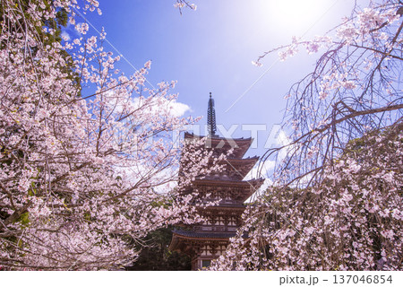 満開の桜に包まれた五重塔 桜咲く醍醐寺 京都の桜の名所 京都観光名所 満開の桜に包まれた五重塔 桜咲く醍醐寺 京都の桜の名所 京都観光名所 137046854