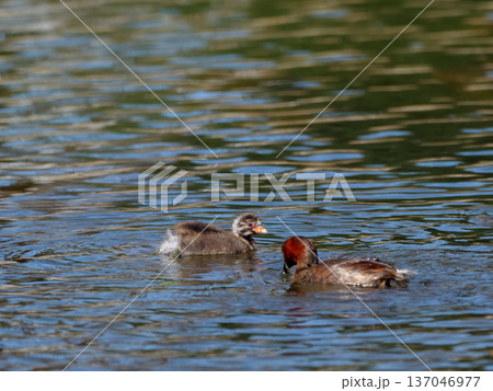 カイツブリのヒナ カイツブリのヒナ 137046977