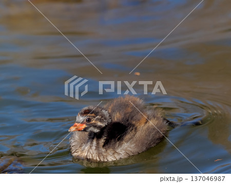 カイツブリのヒナ 137046987