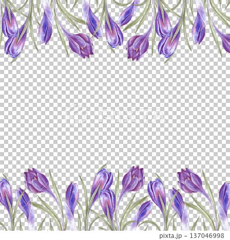 A square frame with purple crocuses on an isolated background. Watercolor illustration with spring flowers. A botanical template with an empty place to insert for spring themes and Easter holidays 137046998