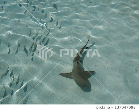タヒチの透明な海を泳ぐ複数のサメ|サメ天国の南国ラグーン風景 タヒチの透明な海を泳ぐ複数のサメ|サメ天国の南国ラグーン風景 137047098