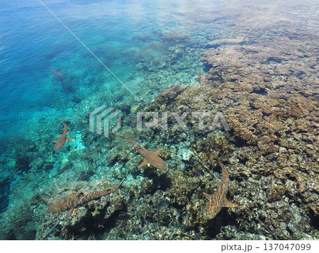 タヒチの透明な海を泳ぐ複数のサメ｜サメ天国の南国ラグーン風景 137047099