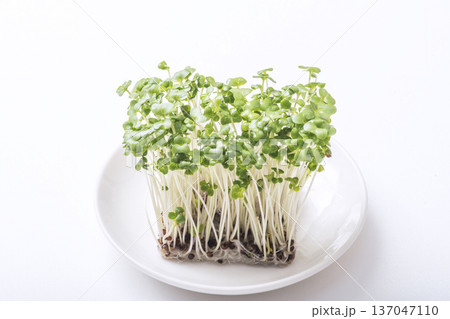 ブロッコリースプラウト 新芽野菜 健康野菜 サラダ食材 ブロッコリースプラウト 新芽野菜 健康野菜 サラダ食材 137047110