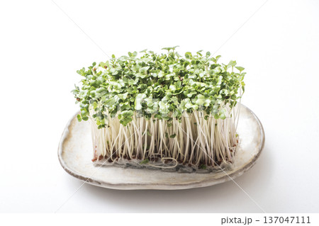 ブロッコリースプラウト　新芽野菜　健康野菜　サラダ食材 137047111