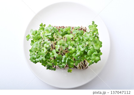 ブロッコリースプラウト 新芽野菜 健康野菜 サラダ食材 ブロッコリースプラウト 新芽野菜 健康野菜 サラダ食材 137047112