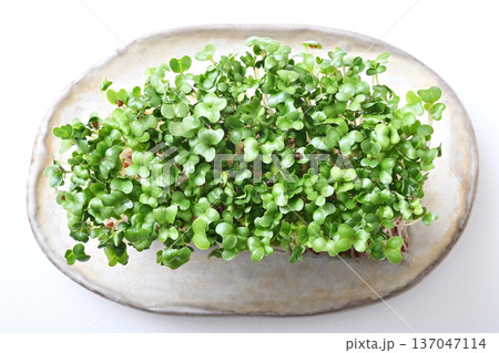 ブロッコリースプラウト　新芽野菜　健康野菜　サラダ食材 137047114