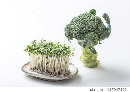 ブロッコリーとブロッコリースプラウト 緑黄色野菜 新芽野菜 健康野菜 サラダ食材 ブロッコリーとブロッコリースプラウト 緑黄色野菜 新芽野菜 健康野菜 サラダ食材 137047191
