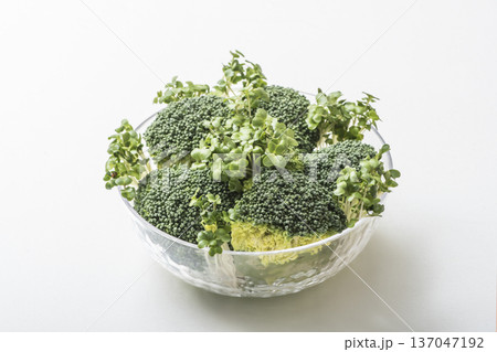 ブロッコリーとブロッコリースプラウト 緑黄色野菜 新芽野菜 健康野菜 サラダ食材 ブロッコリーとブロッコリースプラウト 緑黄色野菜 新芽野菜 健康野菜 サラダ食材 137047192