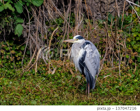 アオサギ 137047216