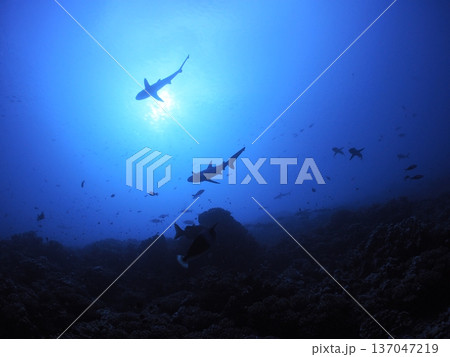 紺碧の海を見上げるサメの群れのシルエット｜ダイビングで出会う神秘の水中絶景｜タヒチ、ファカラバの海 137047219