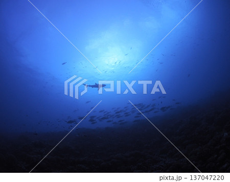 紺碧の海を見上げるサメの群れのシルエット|ダイビングで出会う神秘の水中絶景|タヒチ、ファカラバの海 紺碧の海を見上げるサメの群れのシルエット|ダイビングで出会う神秘の水中絶景|タヒチ、ファカラバの海 137047220