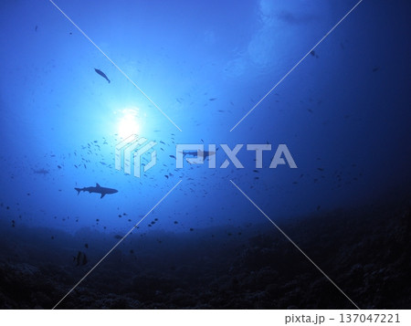 紺碧の海を見上げるサメの群れのシルエット|ダイビングで出会う神秘の水中絶景|タヒチ、ファカラバの海 紺碧の海を見上げるサメの群れのシルエット|ダイビングで出会う神秘の水中絶景|タヒチ、ファカラバの海 137047221