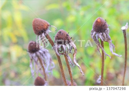 Dry Echinacea is growing in autumn garden. Harvesting seeds. Cottage garden. Nature floral background in sunny day. 137047298