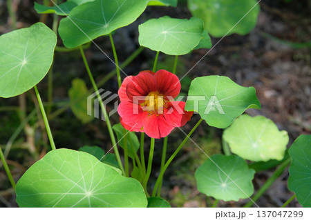 Nasturtium growing in Cottage garden. Leaf and flowers in farming. Sunny day. 137047299