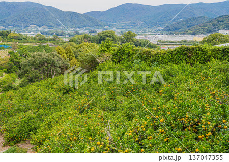 浜松市の三ヶ日みかんの風景(静岡県) 浜松市の三ヶ日みかんの風景(静岡県) 137047355