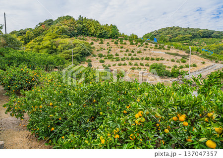 浜松市の三ヶ日みかんの風景(静岡県) 浜松市の三ヶ日みかんの風景(静岡県) 137047357