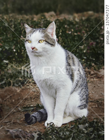 White and gray domestic cat with bright yellow eyes among green plants outdoors. A natural atmosphere of calmness and harmony with nature 137047377