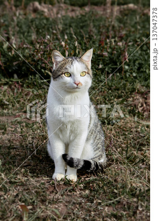 White and gray domestic cat with bright yellow eyes among green plants outdoors. A natural atmosphere of calmness and harmony with nature 137047378