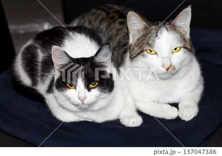 White and gray cat with yellow eyes and black and white kitten with orange eyes lying together in a room. Calm home setting creates a cozy image for pet and interior themes 137047386