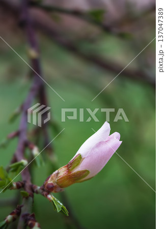Spring background with blooming almond on a green background. Pink flowers, flowering season, nature, floral backdrop. Suitable for greeting cards, banners, advertising, social media, invitations, Spring background with blooming almond on a green background. Pink flowers, flowering season, nature, floral backdrop. Suitable for greeting cards, banners, advertising, social media, invitations, 137047389