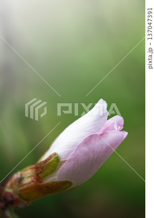 Spring background with blooming almond on a green background. Pink flowers, flowering season, nature, floral backdrop. Suitable for greeting cards, banners, advertising, social media, invitations, Spring background with blooming almond on a green background. Pink flowers, flowering season, nature, floral backdrop. Suitable for greeting cards, banners, advertising, social media, invitations, 137047391