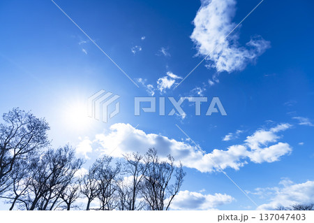 冬空と雲と木立 137047403