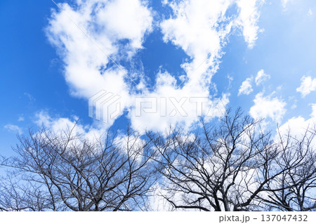 青空と雲と木立 137047432