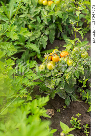 Tomato plants grow in a garden, displaying green leaves and various colored tomatoes. The plants are surrounded by other green vegetation. The sunlight illuminates the scene 137047578