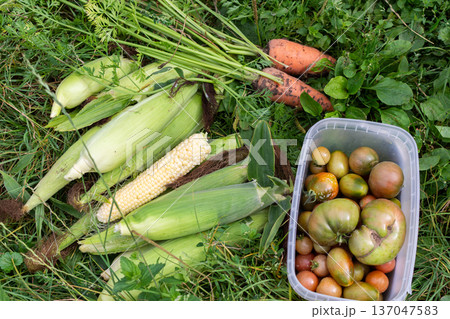 Bright green corn and orange carrots lay on the grass. A container holds ripe tomatoes next to the harvested crops. The scene is set in a home garden Bright green corn and orange carrots lay on the grass. A container holds ripe tomatoes next to the harvested crops. The scene is set in a home garden 137047583