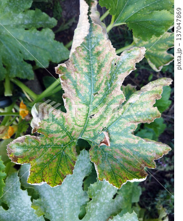 Close-up of a diseased zucchini leaf showing widespread mosaic-like brown/yellow spotting and crispy, decaying edges against a backdrop of green leaves. 137047869