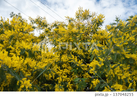 Yellow mimosa tree in bloom fills frame with dense golden flowers against blue sky and soft clouds, creating vibrant natural background with strong seasonal and botanical focus 137048255