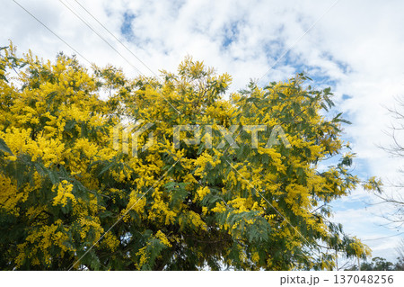 Yellow mimosa tree in bloom fills frame with dense golden flowers against blue sky and soft clouds, creating vibrant natural background with strong seasonal and botanical focus Yellow mimosa tree in bloom fills frame with dense golden flowers against blue sky and soft clouds, creating vibrant natural background with strong seasonal and botanical focus 137048256